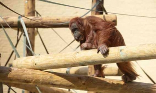  Orangutanes de Borneo 